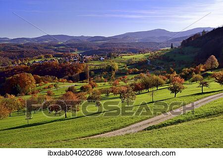 "Autumn landscape with cherry trees, Nuglar-St. Pantaleon, Canton of Solothurn, Switzerland, Europe" View Large Photo Image Stock Photograph - "Autumn landscape with cherry trees, Nuglar-St. Pantaleon, Canton of Solothurn, Switzerland, Europe". Fotosearch