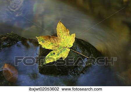 Autumn leaf on a rock in a stream View Large Photo Image Stock Image - Autumn leaf on a rock in a stream. Fotosearch