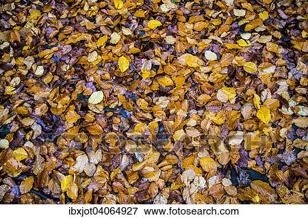 "Autumn leaves, beech" View Large Photo Image Stock Photo - "Autumn leaves, beech". Fotosearch