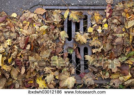"Autumn leaves clogging a drain cover, Germany, Europe" View Large Photo Image Stock Photograph - "Autumn leaves clogging a drain cover, Germany, Europe". Fotosearch