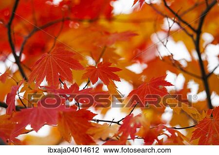 "Autumn leaves, Germany, Europe" View Large Photo Image Stock Image - "Autumn leaves, Germany, Europe". Fotosearch