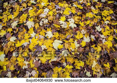 "Autumn leaves, maple, beech, North Rhine-Westphalia, Germany, Europe" View Large Photo Image Stock Image - "Autumn leaves, maple, beech, North Rhine-Westphalia, Germany, Europe". Fotosearch