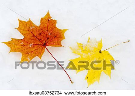 "Autumn leaves, Norway Maple leaves (Acer platanoides) in the snow, Salzburg State, Austria, Europe" View Large Photo Image Picture - "Autumn leaves, Norway Maple leaves (Acer platanoides) in the snow, Salzburg State, Austria, Europe". Fotosearch