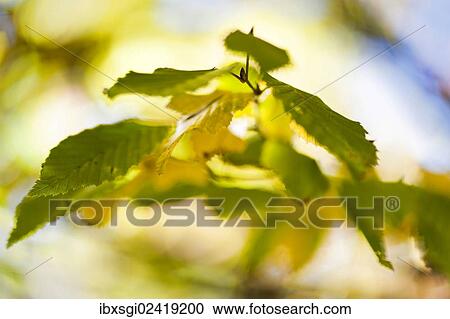 Stock Image - "Autumn leaves of a Hop Hornbeam (Ostrya carpinifolia) in Markt Schwaben, Bavaria, Germany, Europe". Fotosearch