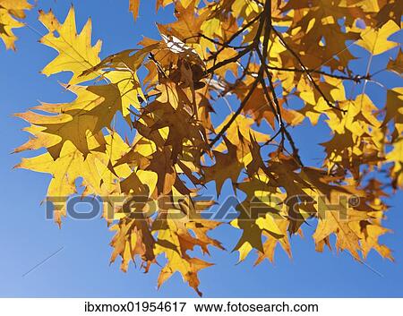 Stock Photo - Autumn leaves of a Norway Maple (Acer platanoides). Fotosearch