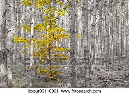 "Autumn leaves of a single deciduous tree between pine trees, Dahlen, Saxony, Germany, Europe" View Large Photo Image Stock Image - "Autumn leaves of a single deciduous tree between pine trees, Dahlen, Saxony, Germany, Europe". Fotosearch