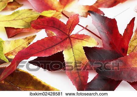 Autumn leaves of American Sweetgum (Liquidambar styraciflua) View Large Photo Image Stock Image - Autumn leaves of American Sweetgum (Liquidambar styraciflua). Fotosearch