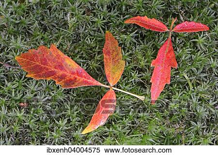 "Autumn leaves of Paperbark Maple (Acer griseum), Emsland, Lower Saxony, Germany, Europe" View Large Photo Image Stock Photography - "Autumn leaves of Paperbark Maple (Acer griseum), Emsland, Lower Saxony, Germany, Europe". Fotosearch
