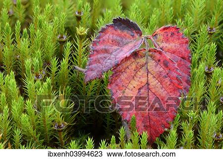 "Autumn leaves of the blackberry (Rubus fruticosus), Emsland, Lower Saxony, Germany, Europe" View Large Photo Image Stock Image - "Autumn leaves of the blackberry (Rubus fruticosus), Emsland, Lower Saxony, Germany, Europe". Fotosearch