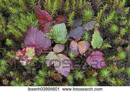 "Autumn leaves of the blackberry (Rubus fruticosus), Emsland, Lower Saxony, Germany, Europe" View Large Photo Image Stock Image - "Autumn leaves of the blackberry (Rubus fruticosus), Emsland, Lower Saxony, Germany, Europe". Fotosearch