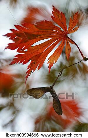 "Autumn leaves of the Downy Japanese Maple (Acer japonicum """"Aconitifolium""""), Emsland, Lower Saxony, Germany, Europe" View Large Photo Image Stock Photograph - "Autumn leaves of the Downy Japanese Maple (Acer japonicum """"Aconitifolium""""), Emsland, Lower Saxony, Germany, Europe". Fotosearch
