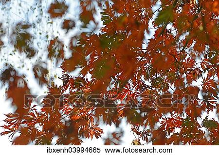 "Autumn leaves of the Downy Japanese Maple (Acer japonicum """"Aconitifolium""""), Emsland, Lower Saxony, Germany, Europe" View Large Photo Image Stock Photography - "Autumn leaves of the Downy Japanese Maple (Acer japonicum """"Aconitifolium""""), Emsland, Lower Saxony, Germany, Europe". Fotosearch