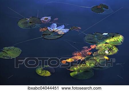 "Autumn leaves on a lake, Germany, Europe" View Large Photo Image Stock Image - "Autumn leaves on a lake, Germany, Europe". Fotosearch