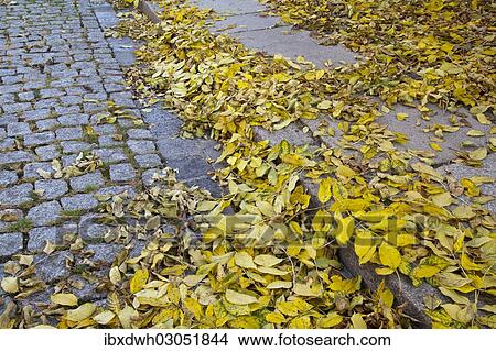 Picture - "Autumn leaves on a sidewalk, Harz, Wernigerode, Saxony-Anhalt, Germany, Europe". Fotosearch
