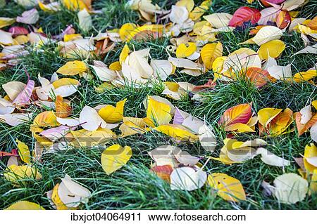 "Autumn leaves on meadow, Germany, Europe" View Large Photo Image Stock Image - "Autumn leaves on meadow, Germany, Europe". Fotosearch