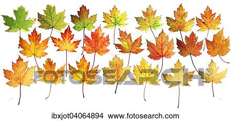"Autumn leaves, silver maple (Acer saccharinum)" View Large Photo Image Picture - "Autumn leaves, silver maple (Acer saccharinum)". Fotosearch