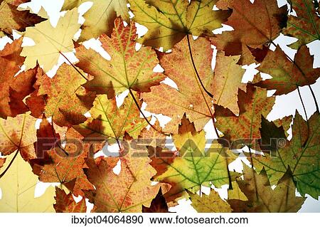 "Autumn leaves, silver maple (Acer saccharinum)" View Large Photo Image Stock Image - "Autumn leaves, silver maple (Acer saccharinum)". Fotosearch