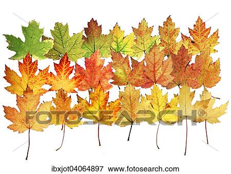 "Autumn leaves, silver maple (Acer saccharinum)" View Large Photo Image Stock Photo - "Autumn leaves, silver maple (Acer saccharinum)". Fotosearch