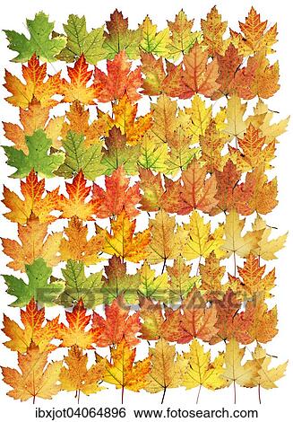 "Autumn leaves, silver maple (Acer saccharinum)" View Large Photo Image Stock Photograph - "Autumn leaves, silver maple (Acer saccharinum)". Fotosearch