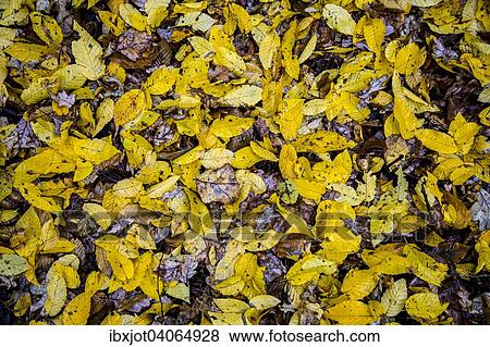 Autumn leaves View Large Photo Image Stock Photo - Autumn leaves. Fotosearch