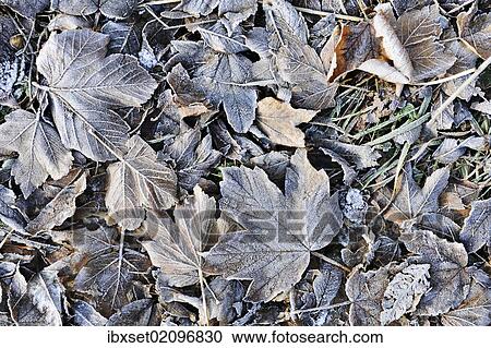 "Autumn leaves with hoarfrost, frost" View Large Photo Image Stock Image - "Autumn leaves with hoarfrost, frost". Fotosearch