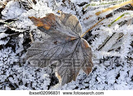 "Autumn leaves with hoarfrost, frost" View Large Photo Image Stock Image - "Autumn leaves with hoarfrost, frost". Fotosearch