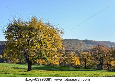 "Autumn mood along the Burgenland Wine Road, Rosaliengebirge mountain range, Rohrbach bei Mattersburg, Burgenland, Austria, Europe" View Large Photo Image Stock Image - "Autumn mood along the Burgenland Wine Road, Rosaliengebirge mountain range, Rohrbach bei Mattersburg, Burgenland, Austria, Europe". Fotosearch