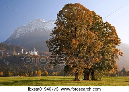 Stock Image - "Autumn mood at Schloss Neuschwanstein castle in the evening light, Fuessen, Allgaeu, Bavaria, Germany, Europe". Fotosearch