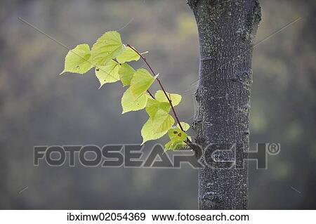"Autumn mood, leaves changing their colour, Stuttgart, Baden-Wuerttemberg, Germany, Europe" View Large Photo Image Stock Photo - "Autumn mood, leaves changing their colour, Stuttgart, Baden-Wuerttemberg, Germany, Europe". Fotosearch
