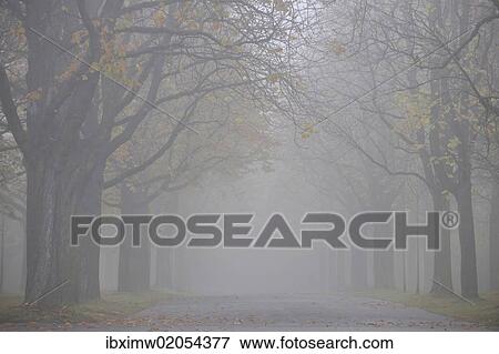 "Autumn mood, tree-lined avenue in fog, Stuttgart, Baden-Wuerttemberg, Germany, Europe" View Large Photo Image Stock Photo - "Autumn mood, tree-lined avenue in fog, Stuttgart, Baden-Wuerttemberg, Germany, Europe". Fotosearch