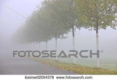 Stock Photo - "Autumn mood, tree-lined avenue in fog, Stuttgart, Baden-Wuerttemberg, Germany, Europe". Fotosearch