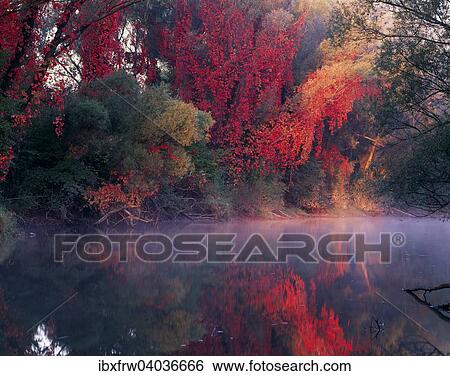 "Autumn mood with wild vine, autumn colors, Danube Island, bayou, Vienna, Austria, Europe" View Large Photo Image Stock Photograph - "Autumn mood with wild vine, autumn colors, Danube Island, bayou, Vienna, Austria, Europe". Fotosearch