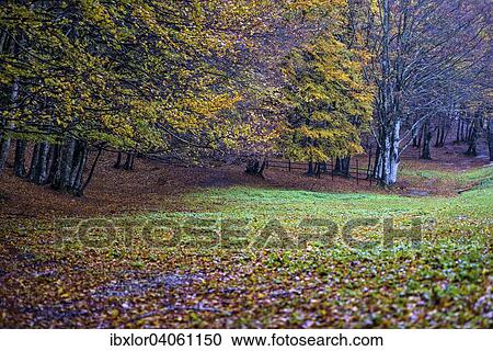 "Autumn on Pian delle Macinare, Mount Cucco, Apennines, Umbria, Italy, Europe" View Large Photo Image Stock Image - "Autumn on Pian delle Macinare, Mount Cucco, Apennines, Umbria, Italy, Europe". Fotosearch