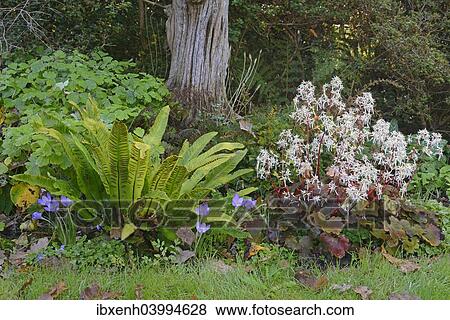 Stock Photo - "Autumn Saxifrage (Saxifraga cortusifolia """"Rubrifolia""""), Hart's-tongue Fern (Phyllitis scolopendrium) and Autumn Crocus (Crocus speciosus), Emsland, Lower Saxony, Germany, Europe". Fotosearch