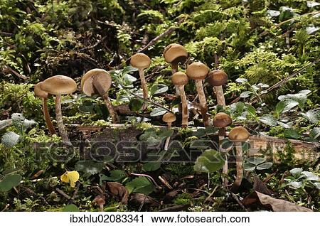 "Autumn Skullcap (Galerina autumnalis), Untergroeningen, Baden-Wuerttemberg, Germany, Europe" View Large Photo Image Stock Image - "Autumn Skullcap (Galerina autumnalis), Untergroeningen, Baden-Wuerttemberg, Germany, Europe". Fotosearch