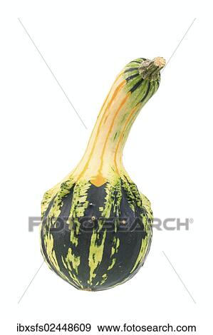 "Autumn Wings gourd, bottleneck pumpkin" View Large Photo Image Stock Photo - "Autumn Wings gourd, bottleneck pumpkin". Fotosearch