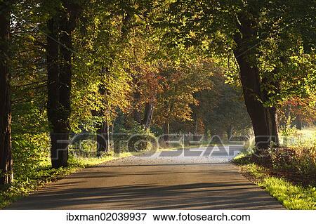 "Autumnal avenue near Eurasburg, Upper Bavaria, Bavaria, Germany, Europe, PublicGround, Europe" View Large Photo Image Stock Photo - "Autumnal avenue near Eurasburg, Upper Bavaria, Bavaria, Germany, Europe, PublicGround, Europe". Fotosearch