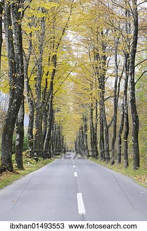 Stock Image - "Autumnal avenue, Slovenia, Europe". Fotosearch