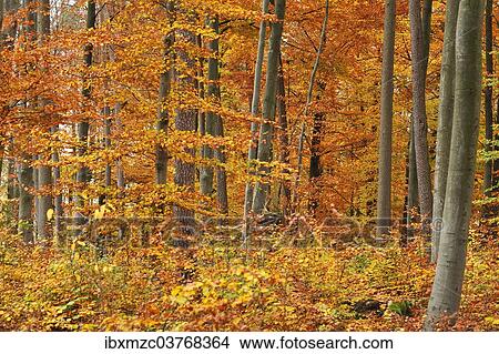 Picture - "Autumnal beech forest (Fagus), Middle Franconia, Bavaria, Germany, Europe". Fotosearch