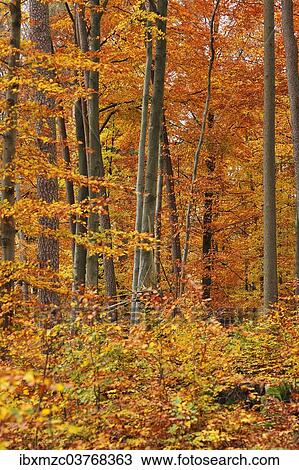 "Autumnal beech forest (Fagus), Middle Franconia, Bavaria, Germany, Europe" View Large Photo Image Stock Image - "Autumnal beech forest (Fagus), Middle Franconia, Bavaria, Germany, Europe". Fotosearch