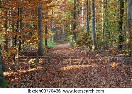 "Autumnal beech forest (Fagus sylvatica), Bavaria, Germany, Europe" View Large Photo Image Stock Photograph - "Autumnal beech forest (Fagus sylvatica), Bavaria, Germany, Europe". Fotosearch