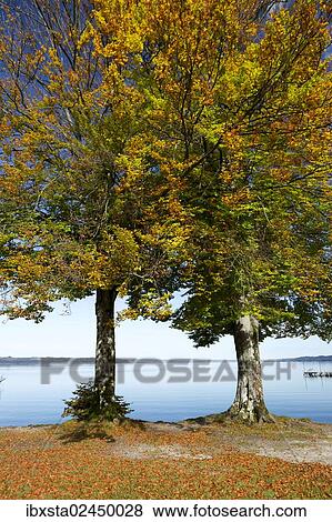 "Autumnal beech trees (Fagus) at Lake Starnberg, near Seeshaupt, Bavaria, Germany, Europe" View Large Photo Image Stock Photo - "Autumnal beech trees (Fagus) at Lake Starnberg, near Seeshaupt, Bavaria, Germany, Europe". Fotosearch