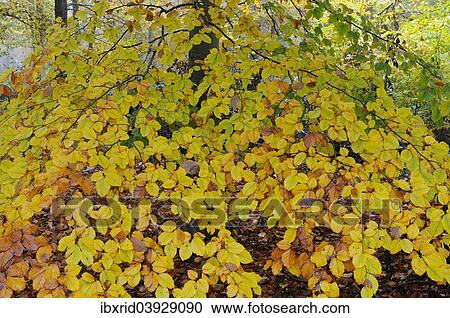 "Autumnal branch of a beech (Fagus sylvatica), Lower Rhine region, North Rhine-Westphalia, Germany, Europe" View Large Photo Image Stock Image - "Autumnal branch of a beech (Fagus sylvatica), Lower Rhine region, North Rhine-Westphalia, Germany, Europe". Fotosearch