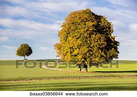 "Autumnal chestnut trees with a curvy dirt road, Waldsassen, Bavaria, Germany, Europe" View Large Photo Image Picture - "Autumnal chestnut trees with a curvy dirt road, Waldsassen, Bavaria, Germany, Europe". Fotosearch