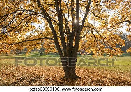 "Autumnal coloured Field Maple (Acer campestre) in a park, Erfurt, Thuringia, Germany, Europe" View Large Photo Image Stock Photograph - "Autumnal coloured Field Maple (Acer campestre) in a park, Erfurt, Thuringia, Germany, Europe". Fotosearch