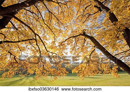"Autumnal coloured Field Maple (Acer campestre) in a park, Erfurt, Thuringia, Germany, Europe" View Large Photo Image Stock Photograph - "Autumnal coloured Field Maple (Acer campestre) in a park, Erfurt, Thuringia, Germany, Europe". Fotosearch