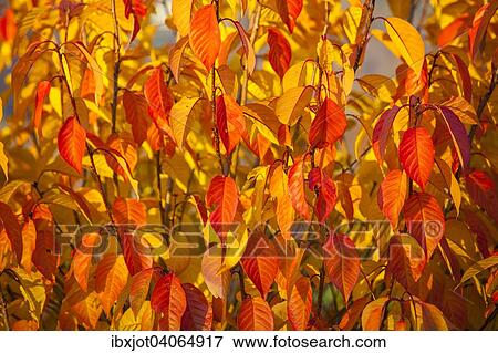 "Autumnal coloured foliage on a shrub, Germany, Europe" View Large Photo Image Stock Photo - "Autumnal coloured foliage on a shrub, Germany, Europe". Fotosearch