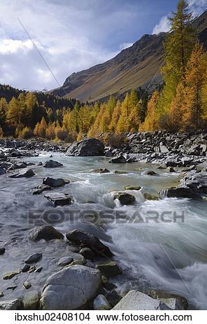 "Autumnal coloured Larch (Larix) forest on the Roseg River, Pontresina, Grisons, Engadine, Switzerland, Europe" View Large Photo Image Picture - "Autumnal coloured Larch (Larix) forest on the Roseg River, Pontresina, Grisons, Engadine, Switzerland, Europe". Fotosearch