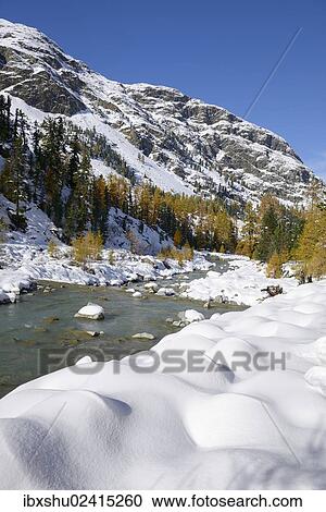 "Autumnal coloured Larch (Larix) forest in the freshly snow-covered Val Roseg valley, Pontresina, Grisons, Engadine, Switzerland, Europe" View Large Photo Image Stock Image - "Autumnal coloured Larch (Larix) forest in the freshly snow-covered Val Roseg valley, Pontresina, Grisons, Engadine, Switzerland, Europe". Fotosearch