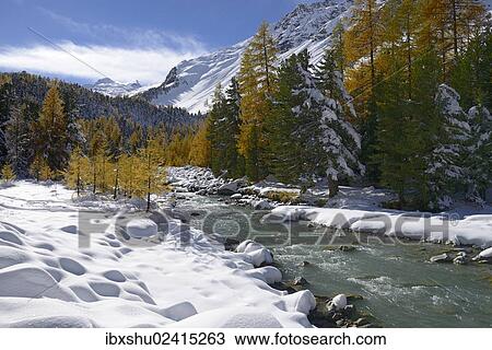 "Autumnal coloured Larch (Larix) forest in the freshly snow-covered Val Roseg valley, Pontresina, Grisons, Engadine, Switzerland, Europe" View Large Photo Image Stock Image - "Autumnal coloured Larch (Larix) forest in the freshly snow-covered Val Roseg valley, Pontresina, Grisons, Engadine, Switzerland, Europe". Fotosearch
